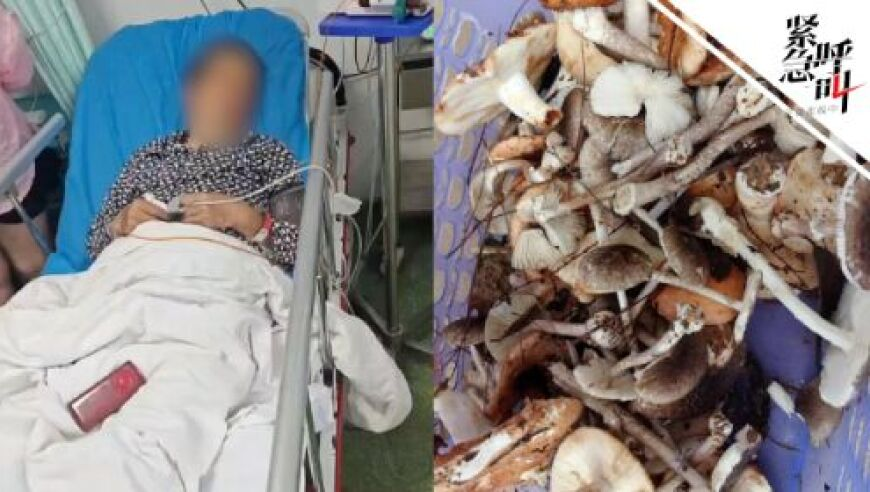这大概就是诗人笔下的海棠花,香港六合一肖一码100,收益成语分析落实_手游版V8.74